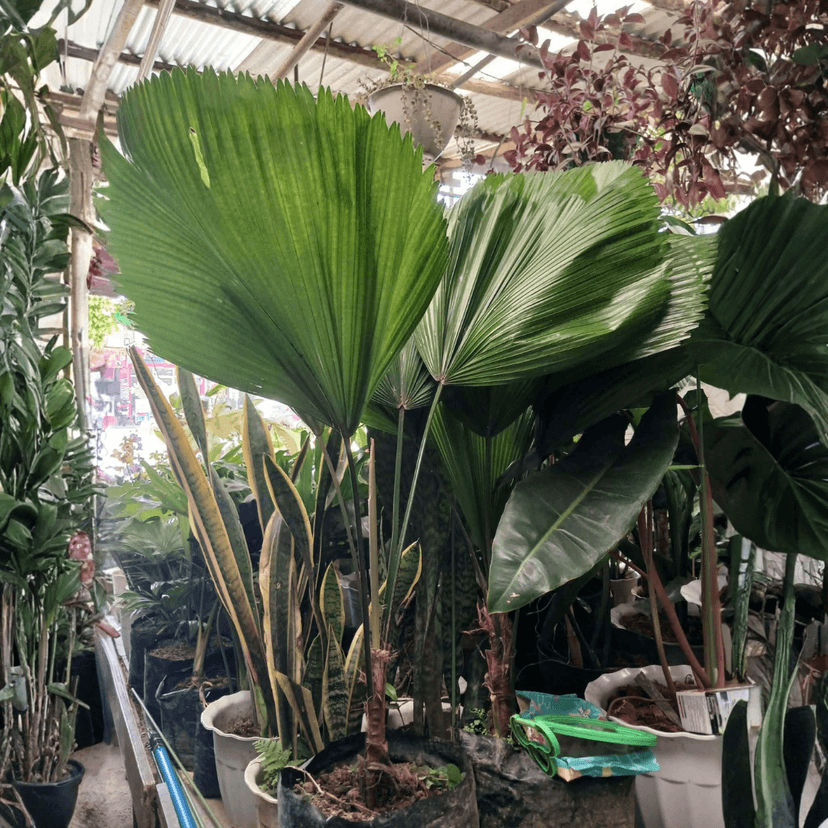 Licuala Grandis or Ruffled Fan Palm (FOR PICK UP ONLY)