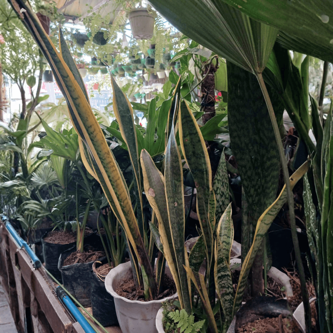 Snake Plant or Sansevieria (FOR PICK UP ONLY)