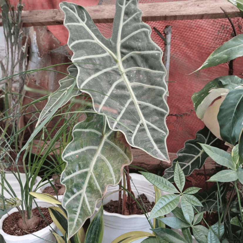 Alocasia Plant (FOR PICK UP ONLY)