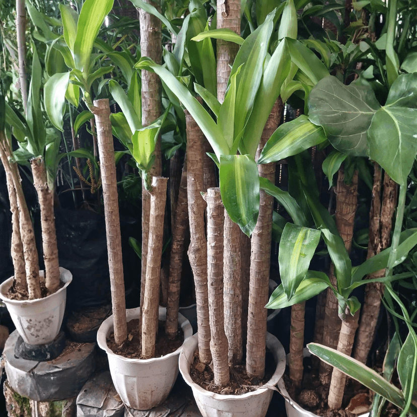 Multistalk Fortune Plant (FOR PICK UP ONLY)