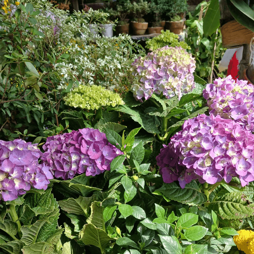 Philippine Hydrangea / Million Flower (FOR PICK UP ONLY)